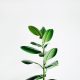 Growth mindset | Plant | Photo by Igor Son on Unsplash